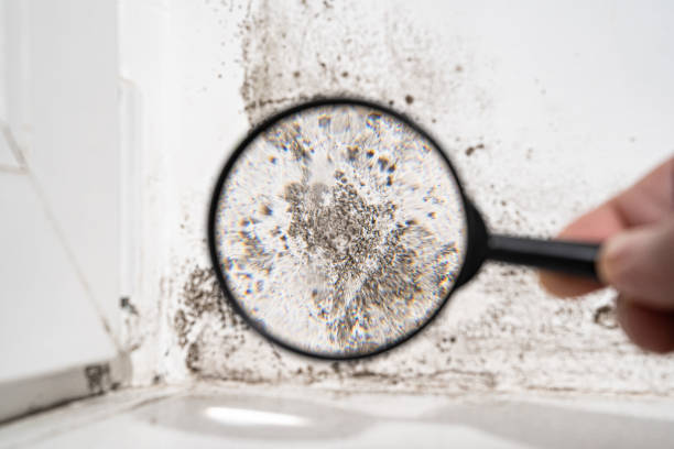 Best Forensic Mold Investigation  in David City, NE