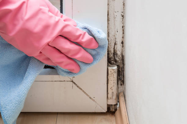 Mold Prevention & Removal